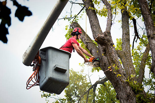 Best Affordable Tree Service  in Nevada City, CA